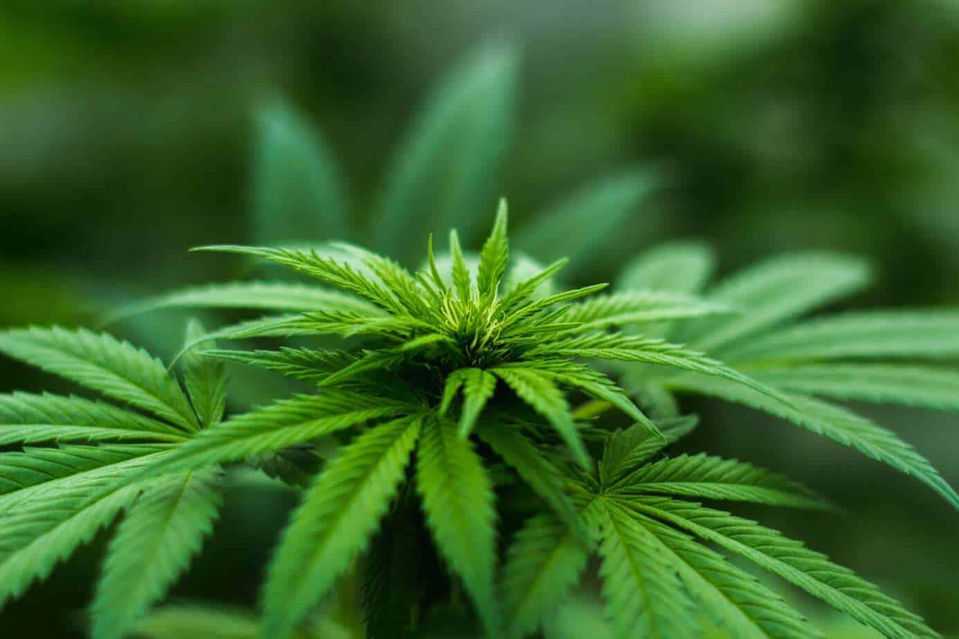 Mujer es detenida por tener invernadero con 108 plantas de marihuana en Cabrero