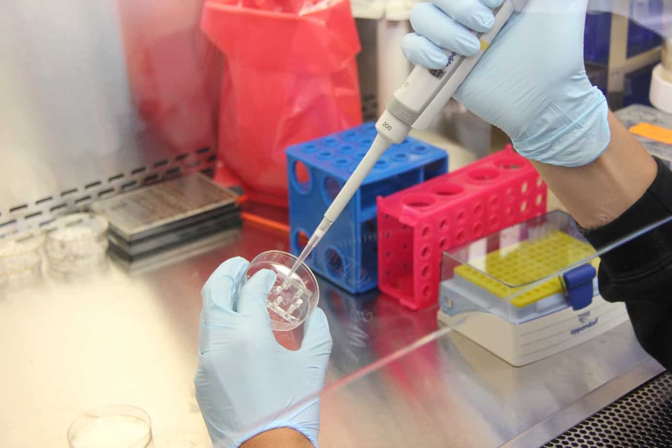 Científicos UdeC desarrollan la primera vacuna contra el virus Hanta