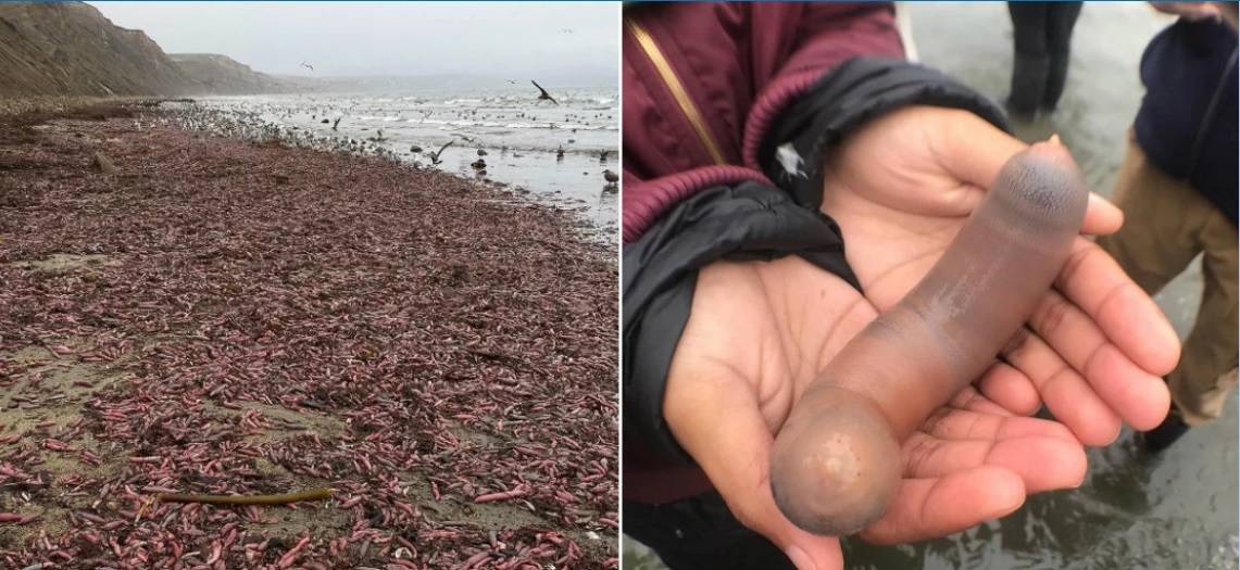 Miles de «Peces Pene» vararon en costas de EE.UU