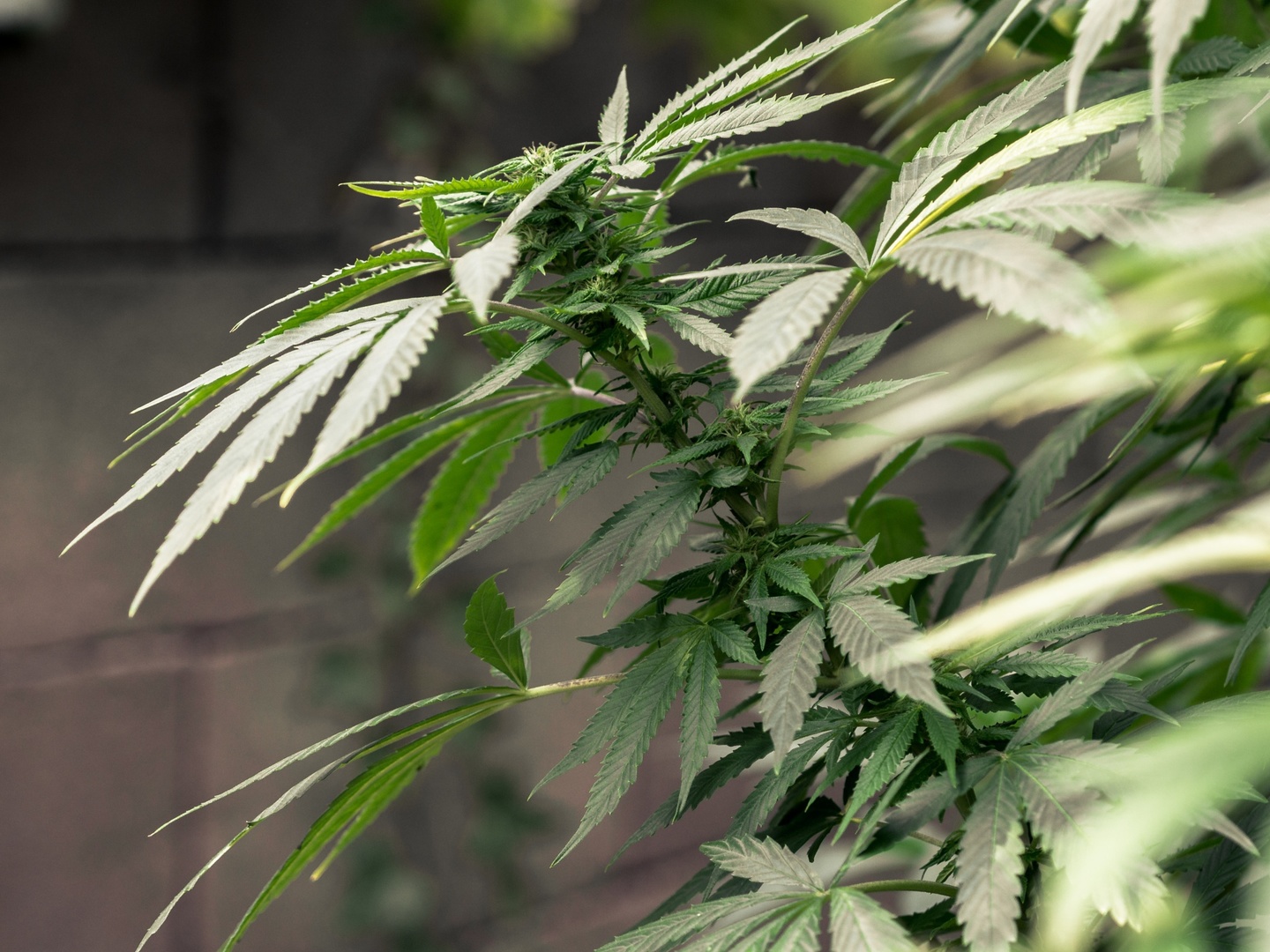 Adulto mayor es detenido en Santa Bárbara: Planta de marihuana sobrepasaba la pandereta