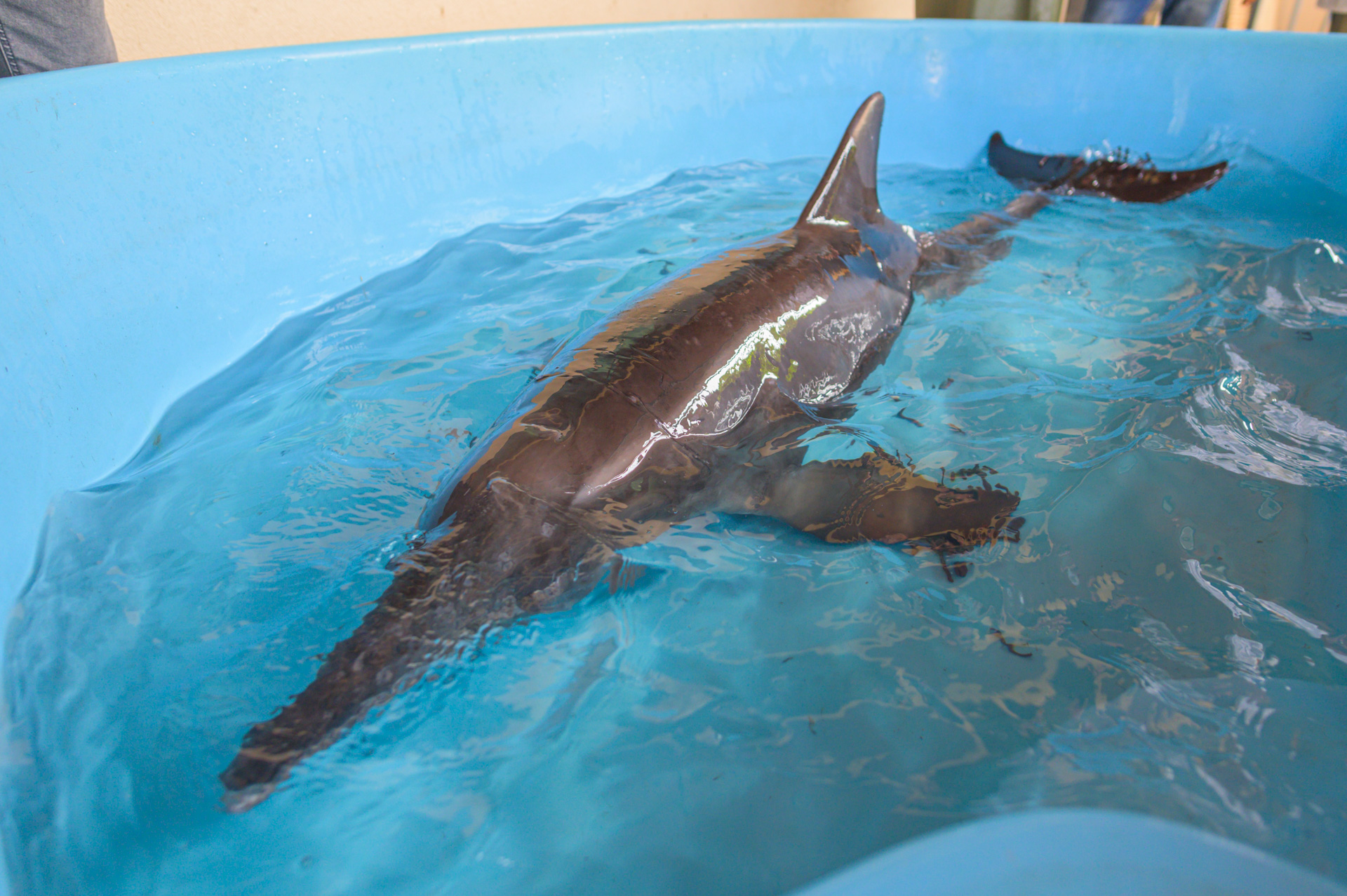 Delfín encontrado en la playa de Penco será devuelto a su hábitat