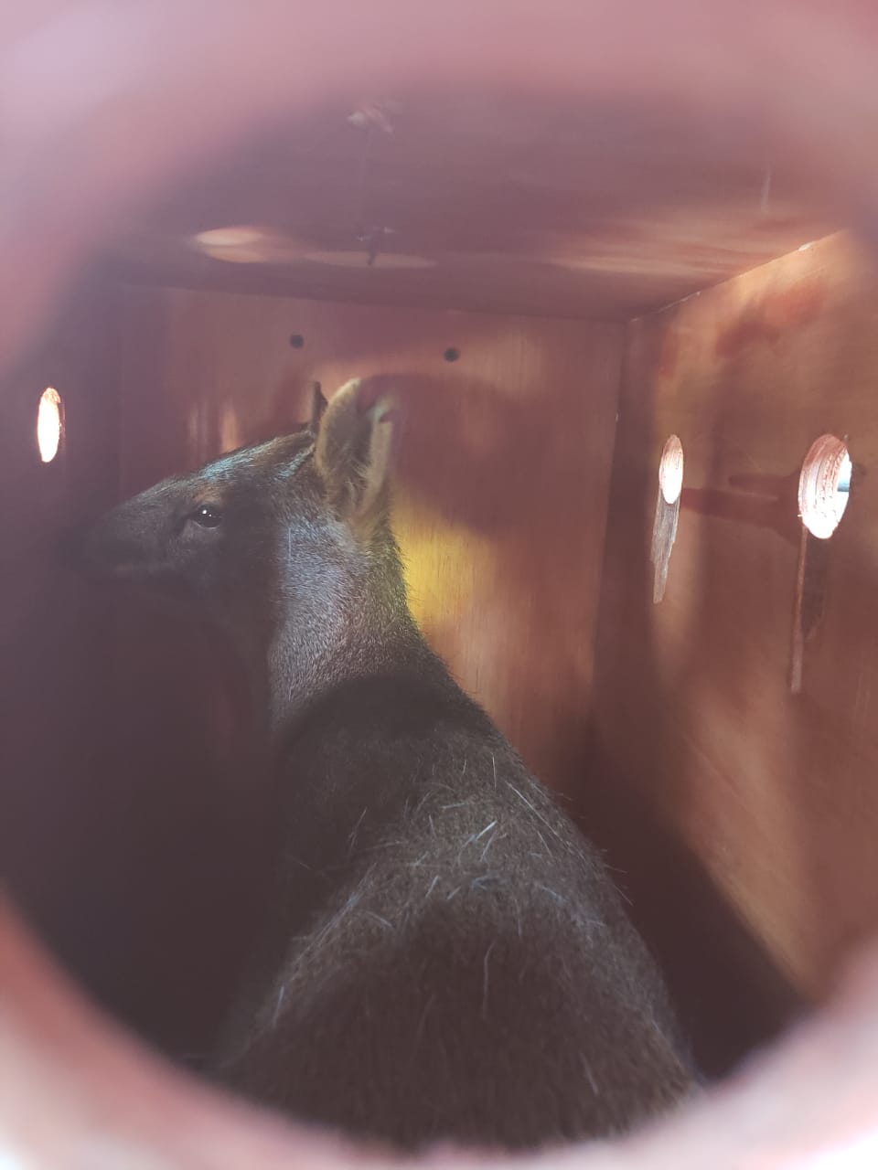 SAG Biobío devuelve a su hábitat a un pudú en Nacimiento