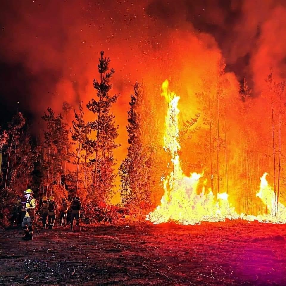 Incendio forestal afecta a sector rural de Mulchén