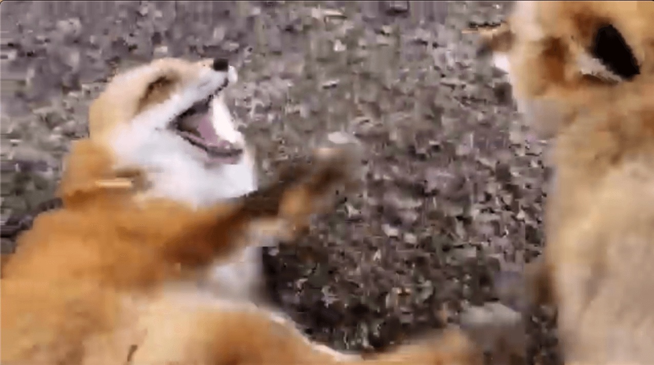 Viral: Mujer le hizo cosquillas a unos zorros y estos se rieron a carcajadas