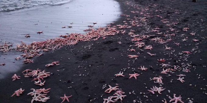 Insólito: Varazón de estrellas de mar en las costas del Biobío