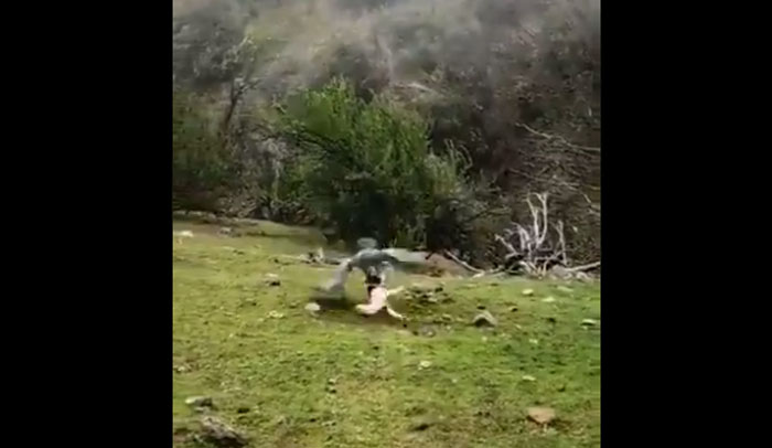 Impactante registro muestra a una Águila Mora arrastrando a perro doméstico
