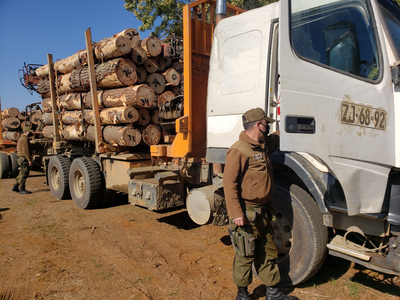 Carabineros detienen a camionero que transportaba madera robada en Contulmo