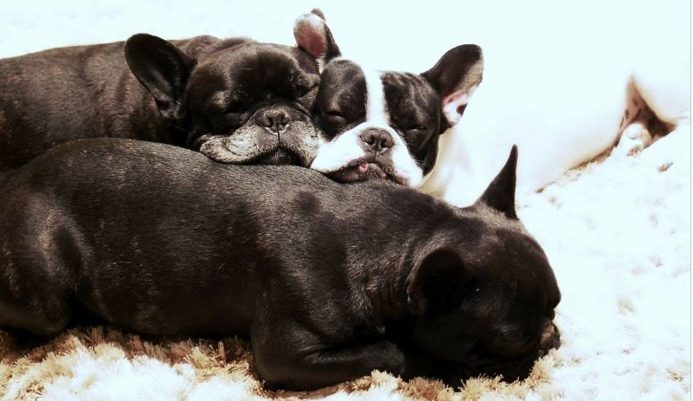 Ocho perritos recién nacidos murieron en una clínica tras reventarse un guatero
