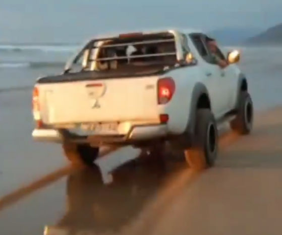 Camioneta que circulaba ilegalmente por la playa atropelló a perrita