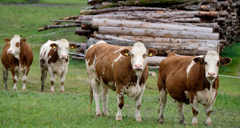 Violento robo de ganado en Tirúa: encuentran cerca de 30 vacunos acribillados