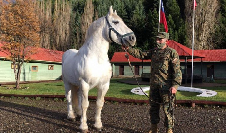 Los Ángeles: sujeto es detenido por la receptación de un caballo del Ejército de Chile