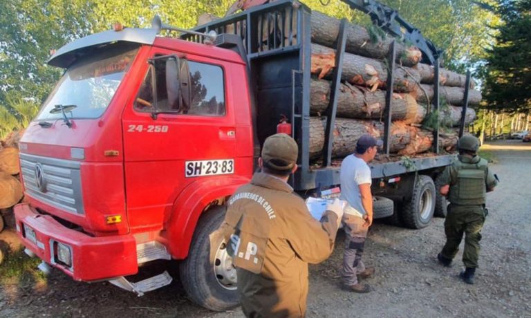 Cañete: descubren a dos personas robando madera en un predio forestal