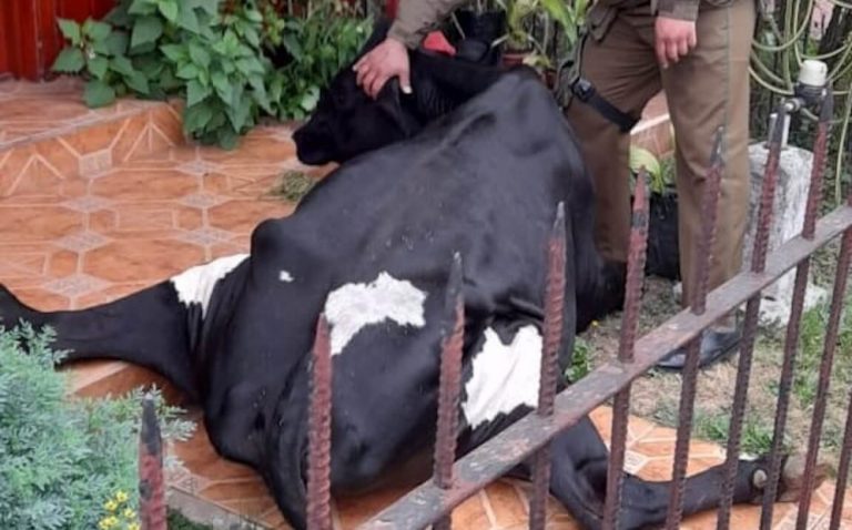 La magia del sur: Vaca «indocumentada» pasta en los patios de las casas de Osorno