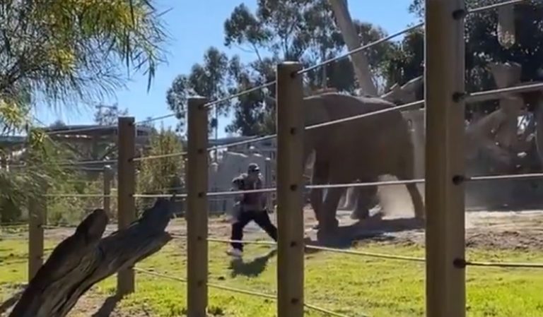 Sujeto ingresó con su hija a recinto de elefantes y casi los embisten: lo acusan de crueldad infantil