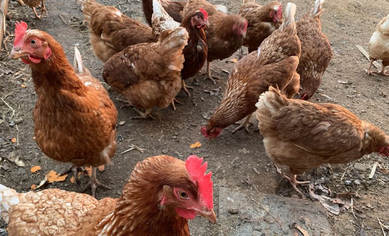 Concejala de Los Ángeles recibió elevada multa por repartir gallinas en cuarentena sin permiso