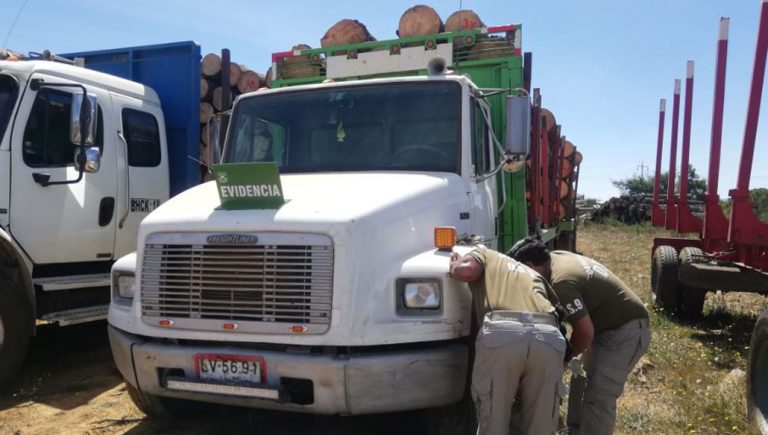 Arauco: detienen a tres sujetos que robaban madera de un predio forestal en camiones