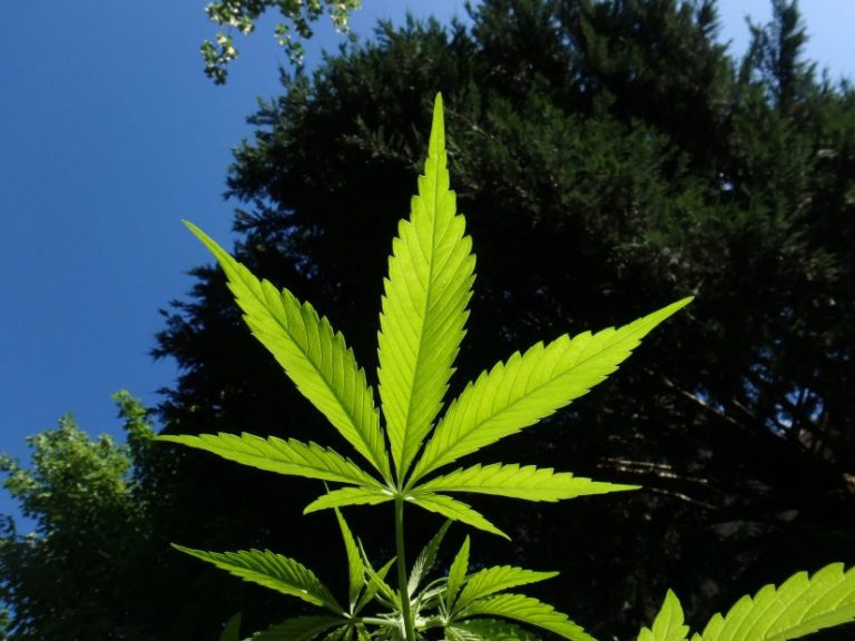 Nacimiento: Tenía plantación de marihuana de gran altura en el patio