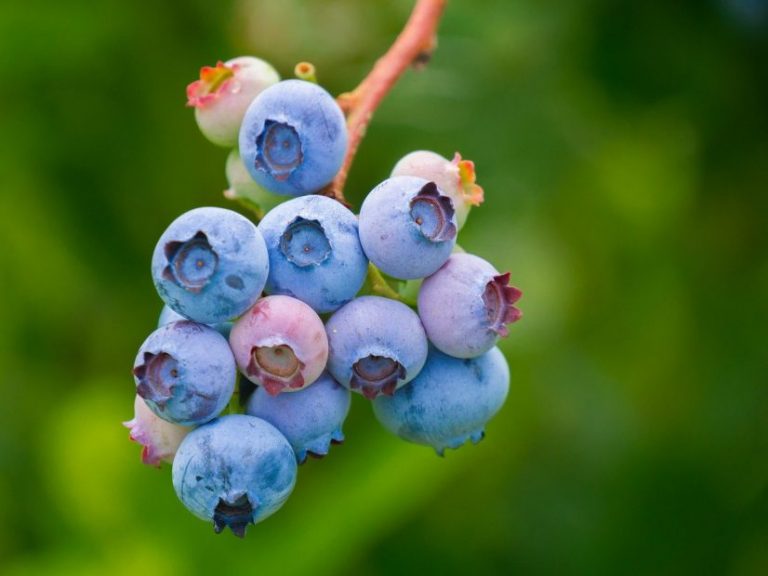 Poda en modo Covid: Industria de berries en el Biobío se prepara para el proceso