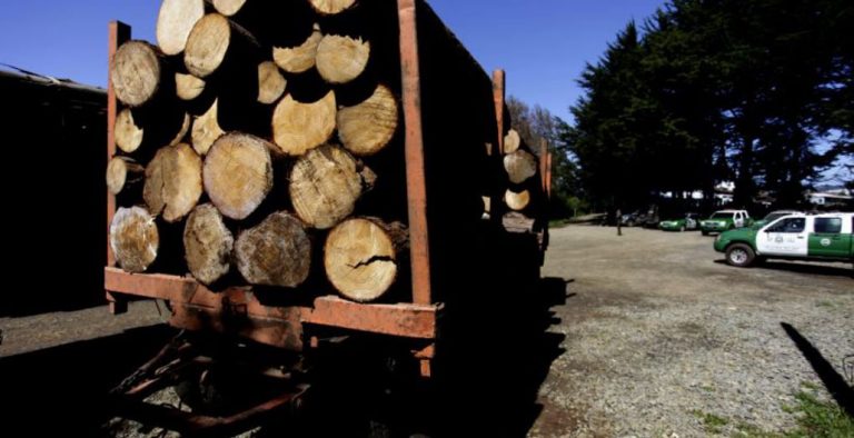 Los Álamos: detienen a siete conductores e incautan sus camiones por robar madera