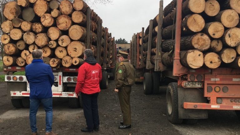 Operativo logra interceptar 5 camiones con madera robada desde Arauco