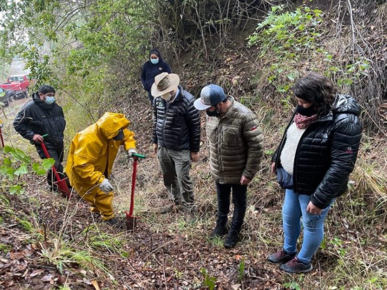 Comunidad Marileo planta 800 árboles nativos para proteger sus fuentes de agua en la región de La Araucanía