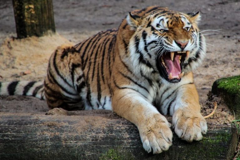 Trabajadora del Parque Safari de Rancagua muere tras ataque de un tigre