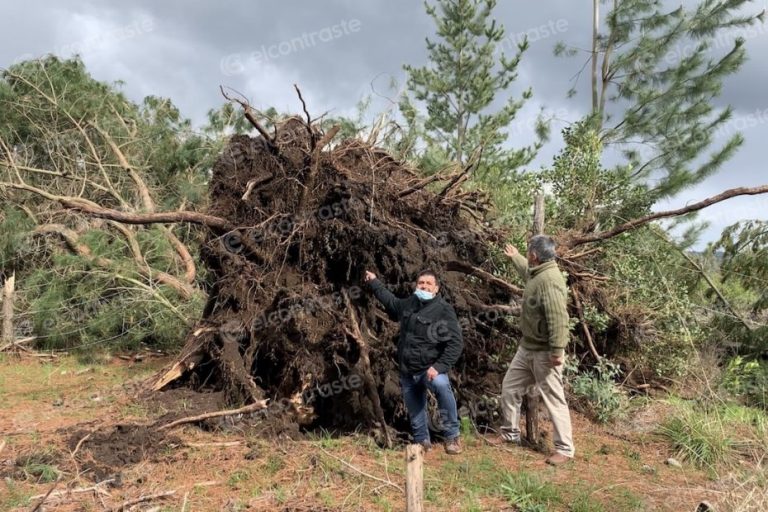 «Sacó los árboles de cuajo»: Las imágenes que dejó el tornado en Tucapel