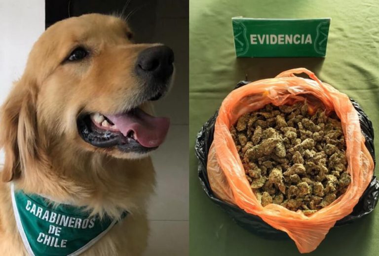 «Foly» logra sacar de circulación más de 1.500 dosis de marihuana en Cabrero