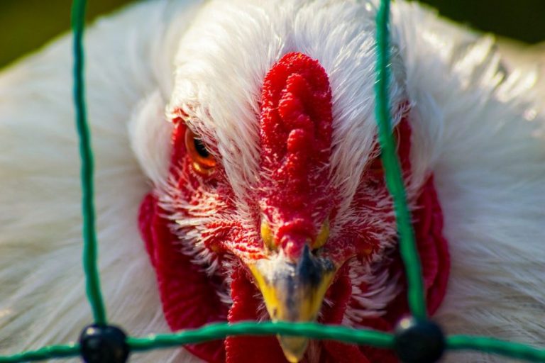 Alerta por brote de gripe aviar: Mató 5 mil aves en Israel y podría pasar a humanos