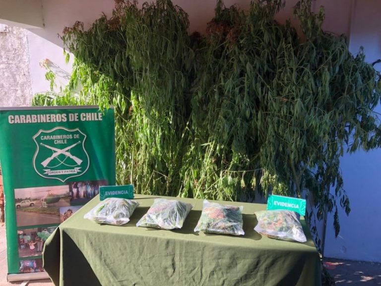Sujeto es detenido con 32 plantas de cannabis y 2 kilos de marihuana en Quilleco