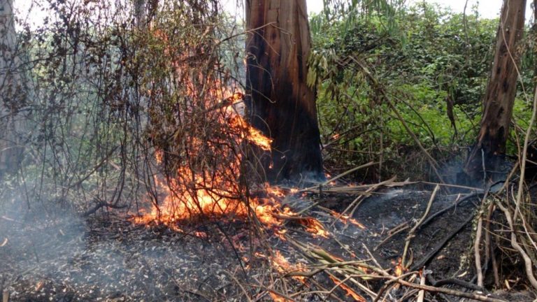 Rápida acción de Bomberos y Conaf controlaron incendio forestal en Los Ángeles