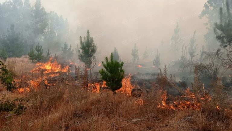 Onemi declara alerta roja en Los Ángeles por incendio forestal