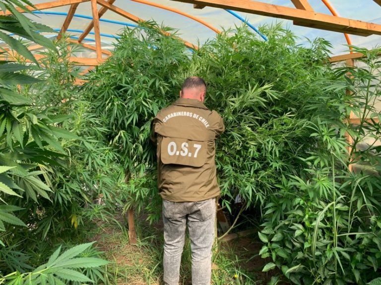 OS7 descubre gran plantación casera de marihuana en Los Ángeles