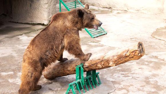 Mujer lanza a su hija de 3 años a la jaula de un oso