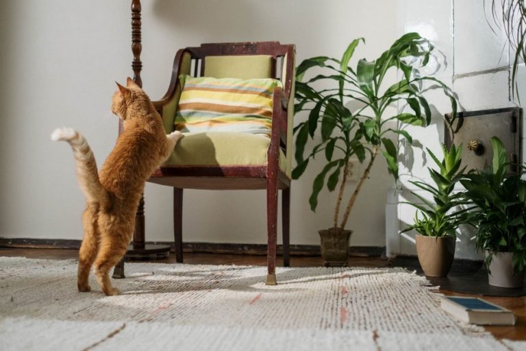 «Hay un gato que me roba las zapatillas»: Denuncian a felino que se lleva la ropa de los vecinos
