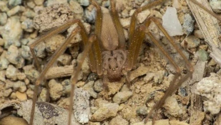 Joven chileno descubrió una nueva especie de araña de rincón: Lleva nombre en su honor