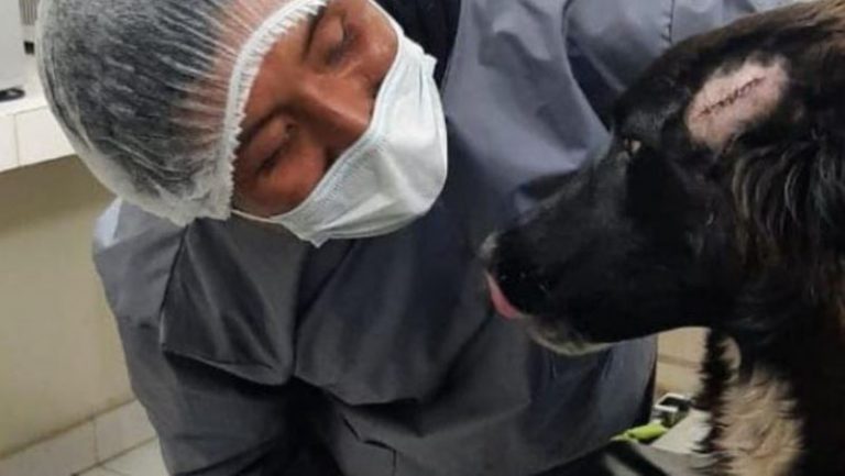 Lealtad a toda prueba: perro salvó a su dueña de ser acuchillada por expareja