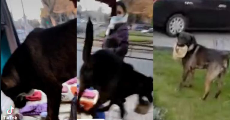 «Perro lanza» de Los Ángeles causa furor tras robar un cuello de lana