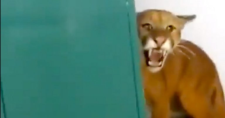 Niño de 9 años se encuentra cara a cara con un puma en el baño de su escuela