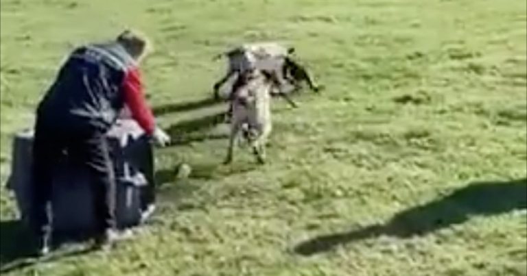 Brutal: Funcionario del SAG le dio un zorro protegido a los perros