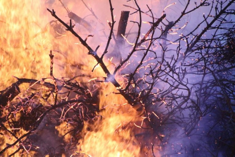 Incendio forestal afectó a la comuna de Tucapel este domingo