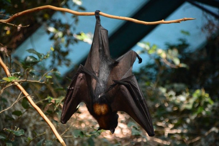 Científicos alertan de nuevo virus en murciélagos: Khosta-2