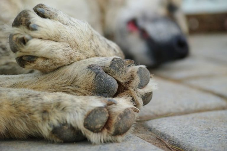 Municipalidad de San Pedro de Atacama pide eutanasia para 4,500 perros callejeros