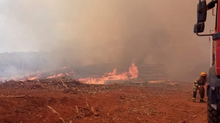 Alerta Roja para Nacimiento por incendio forestal en sector La Suerte