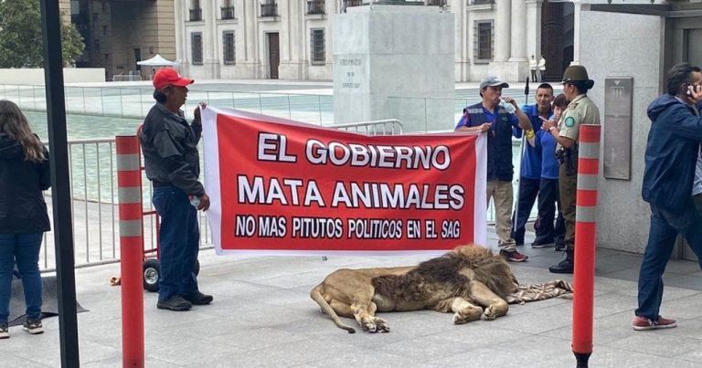 Zoológico de Los Ángeles protestó con león muerto frente La Moneda
