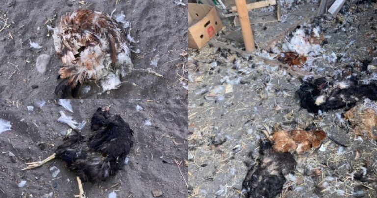 ¿Chupacabras en Laja? Reportan masiva muerte de gallinas