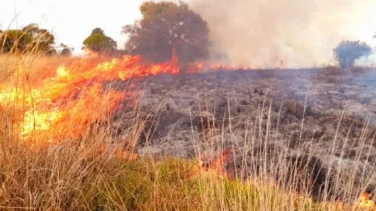 Hay 25 denuncias por incendios en Provincia de Biobío: «Sabemos que existe intencionalidad»
