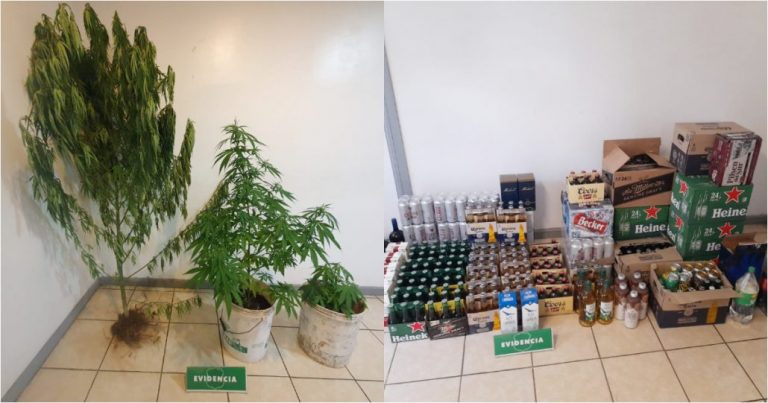 Los Ángeles: Incautan alcohol y plantas de marihuana en local clandestino