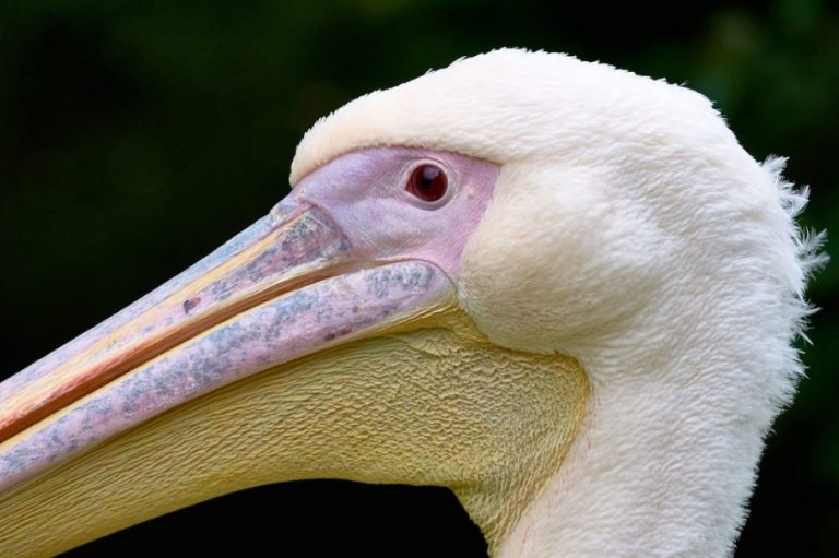 Confirman primer caso de gripe aviar en aves del Biobío