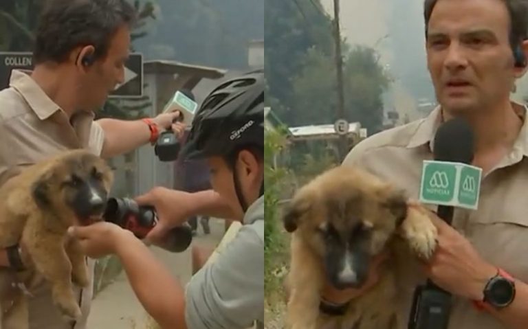 Emotivo rescate: periodista de Mega salvó a un cachorro en pleno incendio